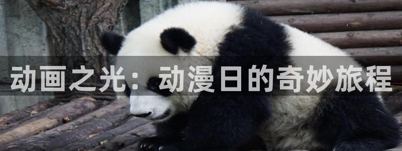 动漫共和国 官网：动画之光：动漫日的奇妙旅程